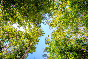 Trees Forest from below, Early Spring, fresh green leaves