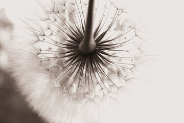 Beautiful  black and white natural background. Summer or spring background. Dandelion close-up. Shallow depth of field. Macro Nature. Summer time. Beautiful wallpaper. Flower Dandelion. Sepia