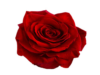 Single Dark red rose is on transparent background. Detail for creating a collage