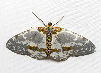 Abraxas (Magpie) moth 