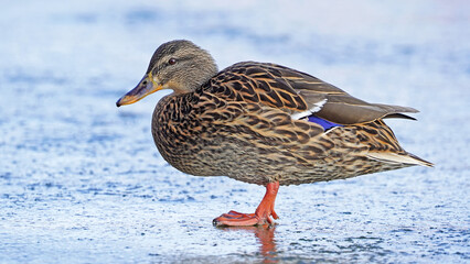 Duck female mallard duck on ice