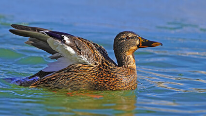 female mallard duck swimming on the water