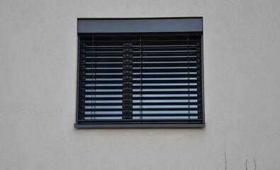 blooming rose bushes on a gabion wall with ivy undergrowth. they bloom pink already at the beginning of March. beautiful solitary viburnum bushes