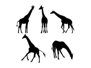 Set of Giraffes Silhouette Isolated on a white background - Vector Illustration