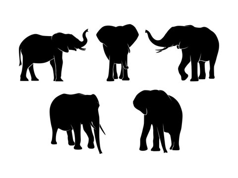 Set of Elephants Silhouette Isolated on a white background - Vector Illustration