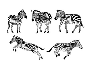 Fototapeta na wymiar Set of Zebras Silhouette Isolated on a white background - Vector Illustration