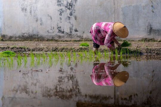 A female farmer is planting rice in the field with her reflection on the water.