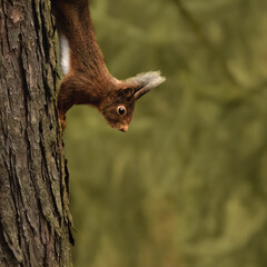 Ein Eichhörnchen in seinem natürlichen Lebensraum auf einem Baum im Herbstwald. Die friedliche...