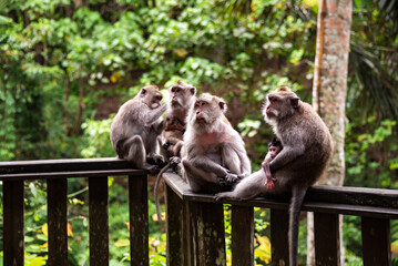 Group of wild monkeys in tropical rainforest on Bali, Indonesia
