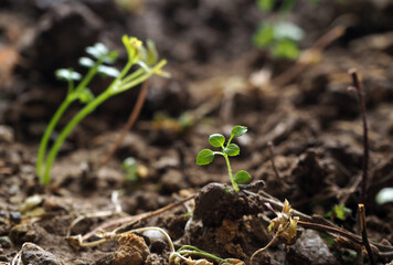 Life in the garden. Green sprout growing in spring time. Young plant growing