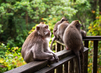 Naklejka na ściany i meble Group of wild monkeys in tropical rainforest on Bali, Indonesia