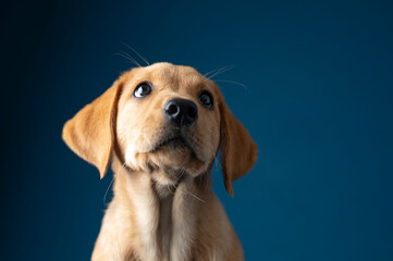 Studio shot portrait of a cute purebred labrador retriever puppy