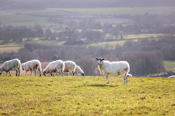 Obraz na płótnie Canvas Group of Sheep relaxing on grass, spring evening, south of England
