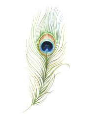 Peacock feather watercolour illustration.