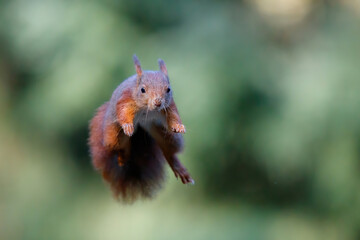 Eurasian red squirrel (Sciurus vulgaris) jumping in the forest of Noord Brabant in the Netherlands. Green background.