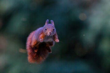 Eurasian red squirrel (Sciurus vulgaris) jumping in the forest of Noord Brabant in the Netherlands....