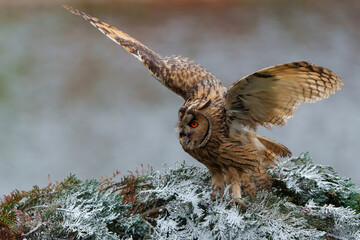 long-eared owl (Asio otus) on a branch in a winter setting in the Netherlands.                   