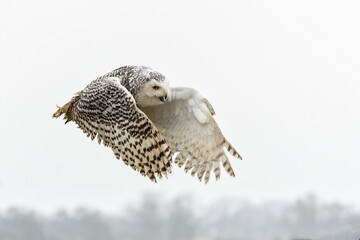 Snowy owl (Bubo scandiacus)  flying on a rainy day in the winter in the Netherlands   