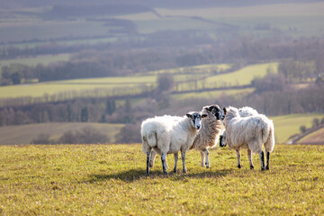 Fototapeta na wymiar Group of Sheep relaxing on grass, spring evening, south of England