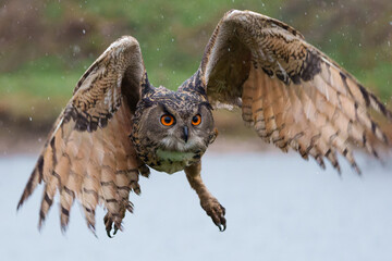 European Eagle Owl (Bubo bubo) flying over a lake on a rainy day in Gelderland in  the Netherlands. - obrazy, fototapety, plakaty