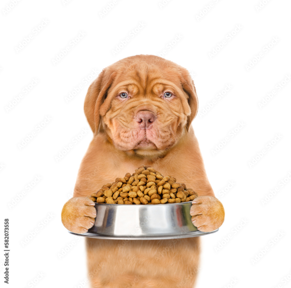 Poster serious mastiff puppy with open mouth holds empty bowl. isolated on white background
