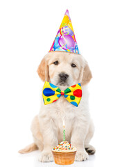 Golden retriever puppy wearing party cap and tie bow sits with birthday cupcake. isolated on white background