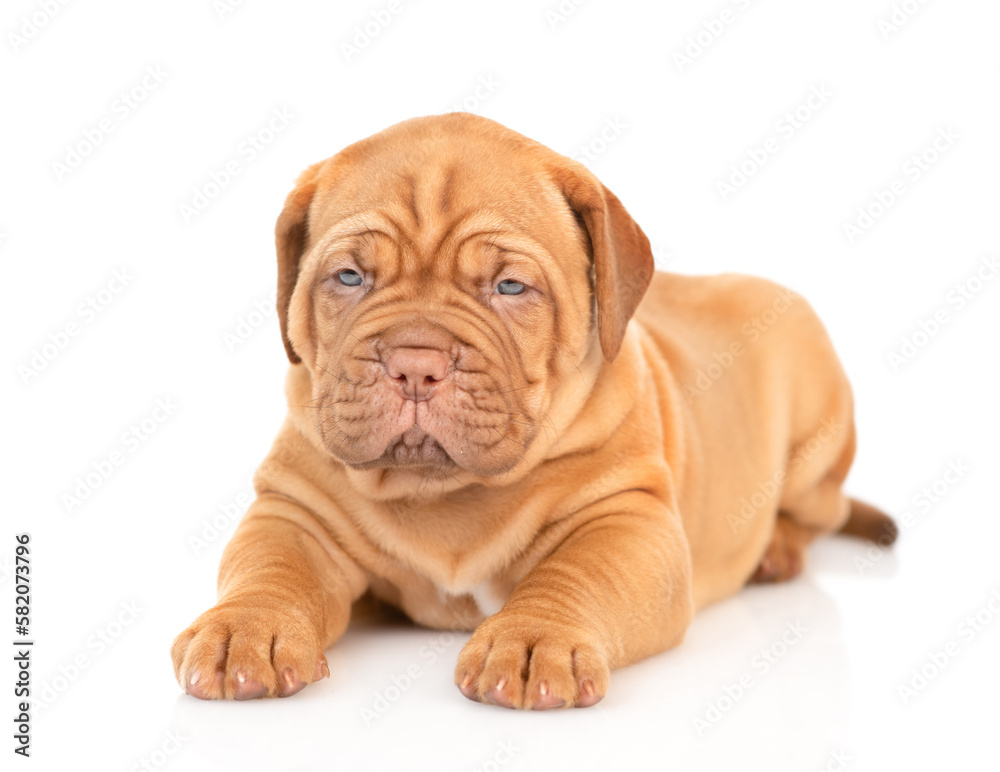 Poster portrait of a bordeaux mastiff puppy lying in front view. isolated on white background