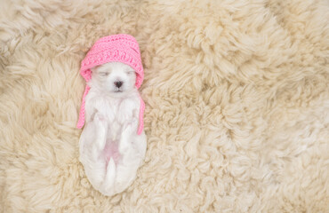 Tiny cute lapdog puppy wearing warm knitted sleeps on a bed at home. Top down view. Empty space for...
