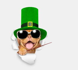 Saint Patrick's Day concept. Happy Mastiff puppy wearing sunglasses and leprechauns green cylinder...