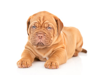 Portrait of a Bordeaux Mastiff puppy lying in front view. isolated on white background