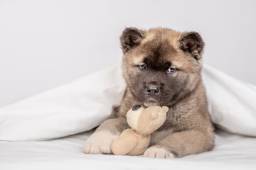 Cozy American Akita puppy lies under warm blanket on the bed at home and hugs favorite toy bear....