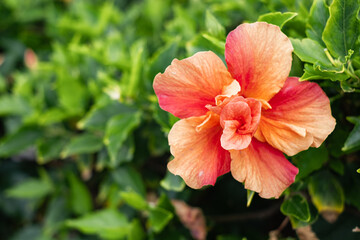 salmon-colored hibiscus flower on its bush. Tenerife, Canary Islands, Spain