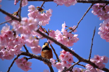 山雀と大寒桜　カメラ目線　（高知県　室戸広域公園）