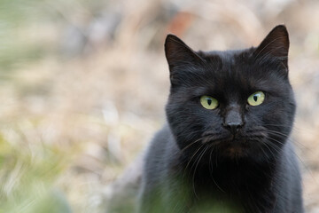 見つめる黒い猫