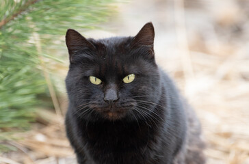 見つめる黒い猫