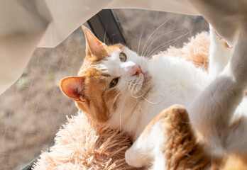 窓辺でくつろぐ猫　茶トラ白