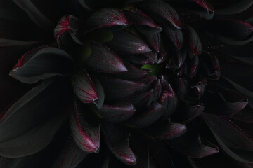 Black dahlia. Macro background