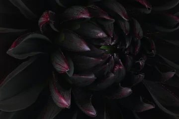 Wandcirkels plexiglas Black dahlia. Macro background © Alex Coan