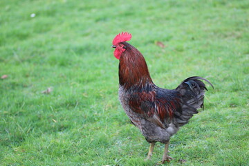 natural colourful chicken macro photo