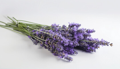 lavender flowers isolated on white