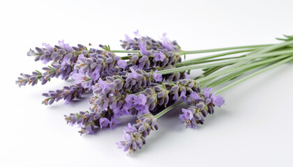 Naklejka premium lavender flowers isolated on white