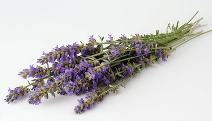 bunch lavender isolated on white