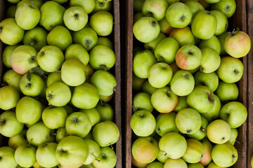 Fresh green apples on the wooden boxes, harvest, space for your text, local market or supermarket, Ukraine apples.