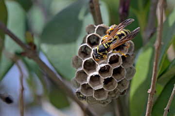 Polistes sp. wasp's nest, Crete