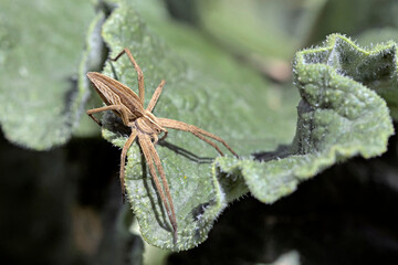 The nursery web spider Pisaura mirabilis is a spider species of the family Pisauridae, Greece