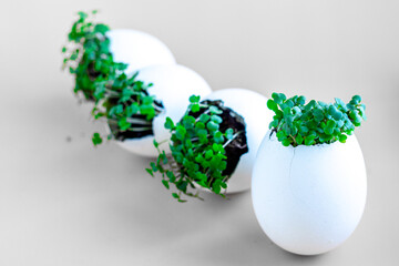 Fresh arugula green sprouts in egg shells on brown background. 