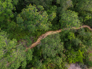 Aerial top down view of the walk path in the tropical jungle