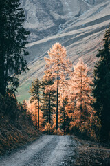 autumn in the mountains of south tyrol on  a sunny day