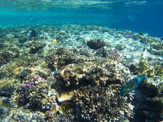 Fototapeta na wymiar Coral reef with tropical fish in the Red Sea, Sharm El Sheikh, Sinai peninsula, Africa