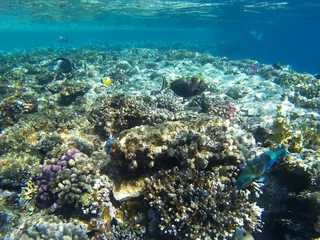 Foto op Aluminium Coral reef with tropical fish in the Red Sea, Sharm El Sheikh, Sinai peninsula, Africa © Blumesser